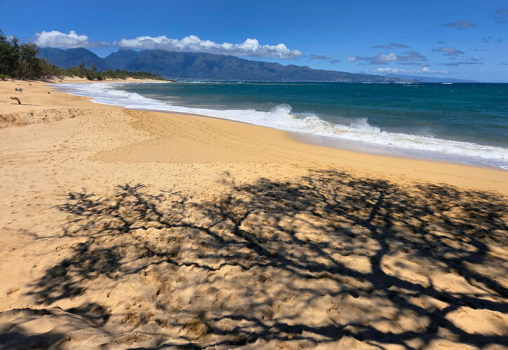 Photo of the Day: Kiawe at Kaupakulua